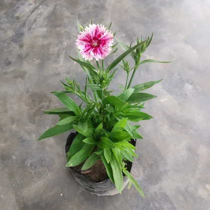 Dianthus (any colour) in 5 Inch Nursery Bag