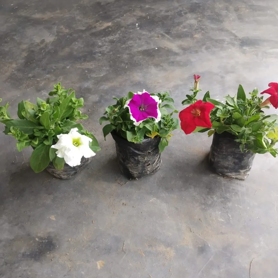 Set of 3 - Petunia (any colour) in 6 Inch Nursery Bag