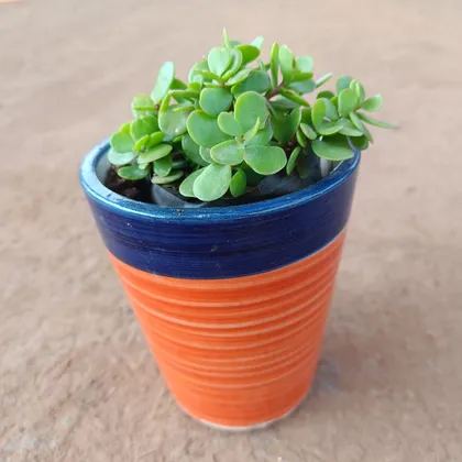 Jade (any colour) in 8 Inch Balti Ceramic Pot (colour may vary)
