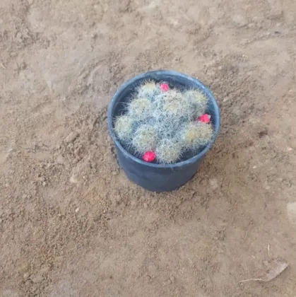 Silver Cluster Cactus in 3 Inch Plastic Pot