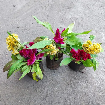 Set of 3 - Celosia (any colour) in 4 Inch Plastic Pot