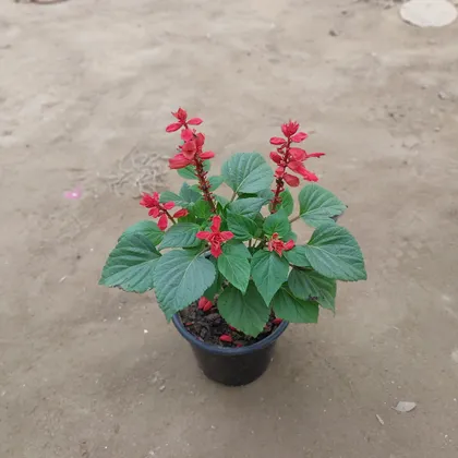 Salvia (any colour) in 6 Inch Plastic Pot
