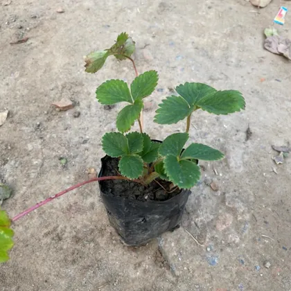 Strawberry Plant in 5 Inch Nursery Bag