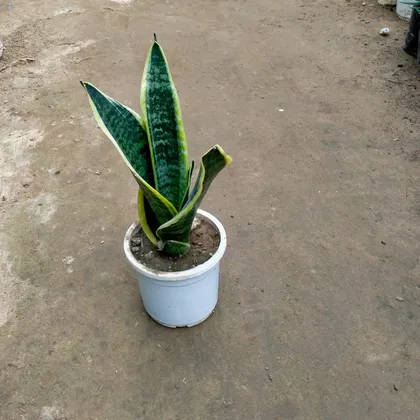 Snake Yellow in 6 Inch Plastic Pot
