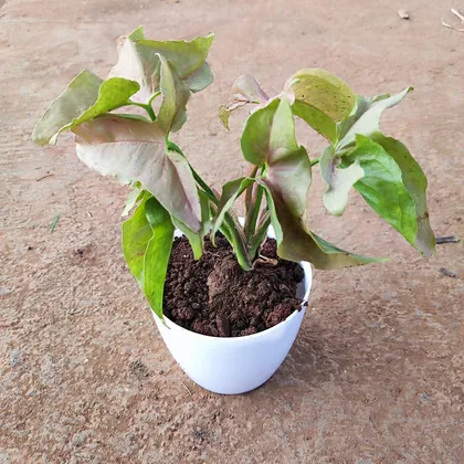 Syngonium Pink in 4 Inch Elegant Plastic Pot (colour may vary)