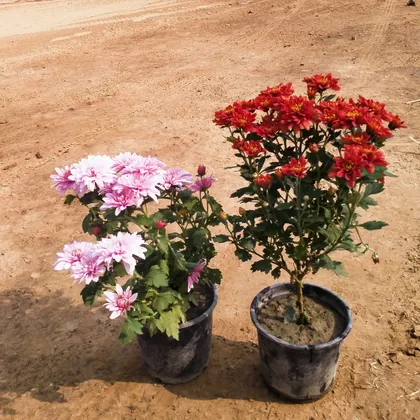 Set of 2 - Chrysanthemum / Guldawari (Red & Pink) in 6 Inch Plastic Pot
