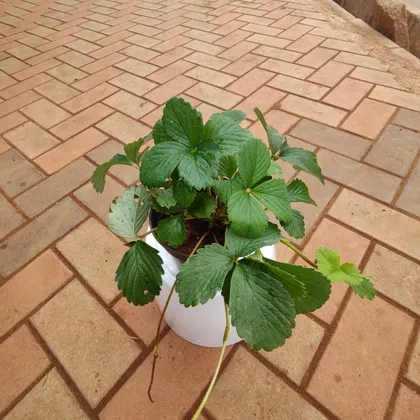 Strawberry Plant in 5 Inch Plastic Pot