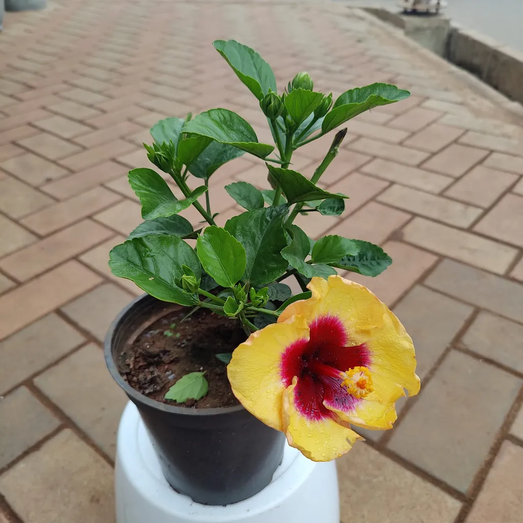 Hibiscus / Dalwala (any colour) in 5 Inch Plastic Pot