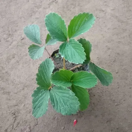 Strawberry Plant in 4 Inch Nursery Bag
