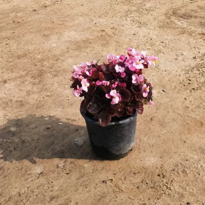 Buy Begonia (any colour) in 6 Inch Plastic Pot Online | Urvann.com