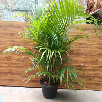Areca Palm (~ 3 ft)  in 10 Inch Plastic Pot