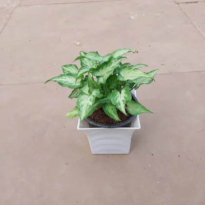 Syngonium Green in 4 Inch Elegant White Square Plastic Pot