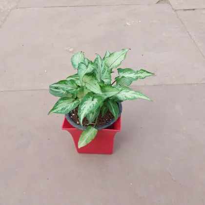 Syngonium Green in 4 Inch Elegant Red Square Plastic Pot