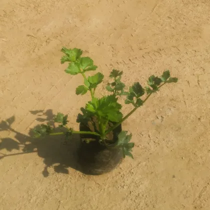 Coriander / Dhaniya Plant in 4 Inch Nursery Bag