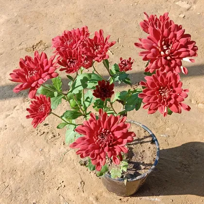 Chrysanthemum / Guldawari (any colour) in 5 Inch Plastic Pot