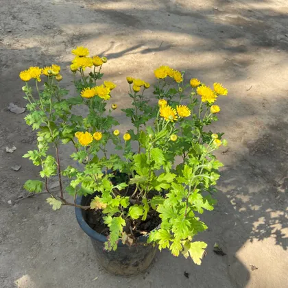 Chrysanthemums Guldavari Yellow in 8 Inch Plastic Pot