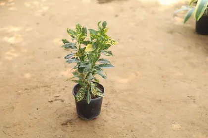 Baby Croton in 6 Inch Plastic Pot