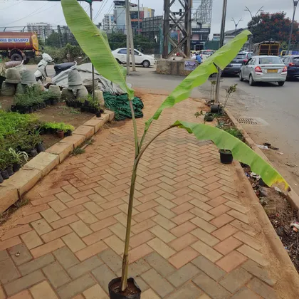 Buy Banana Plant (~3 ft) in 6 Inch Nursery Bag Online | Urvann.com