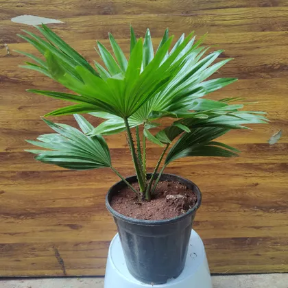 Buy Table Palm in 6 Inch Plastic Pot Online | Urvann.com