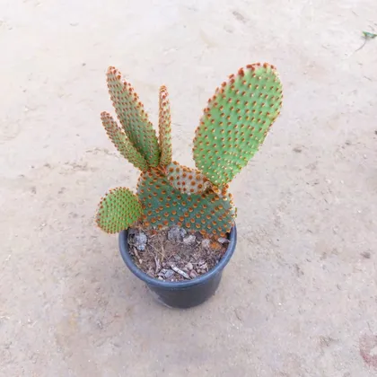 Bunny Ear Cactus Red in 4 Inch Nursery Pot (colour may vary)