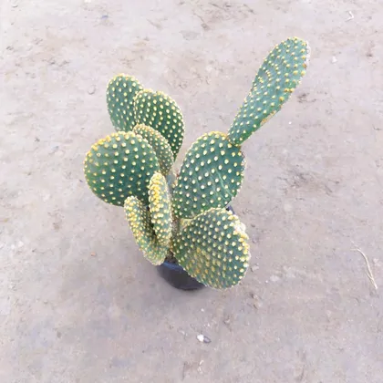 Bunny Ear Cactus Yellow in 4 Inch Nursery Pot (colour may vary)
