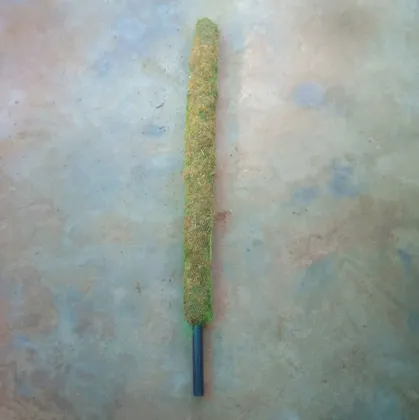 Buy Moss Stick 2 Feet Online | Urvann.com