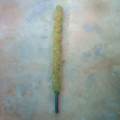 Buy Moss Stick 2.5 Feet Online | Urvann.com