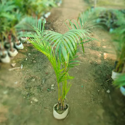 Areca Palm (~ 4-5 ft.) in 6 Inch Nursery Bag