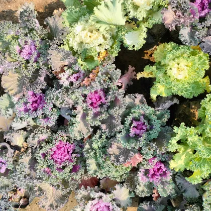 Buy Set of 3 Kale (Any colour) in 4 Inch Nursery Bag Online | Urvann.com