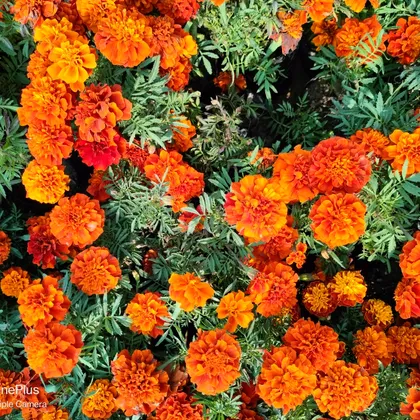 Buy Set of 3 Marigold Jafri (any colour) in 4 Inch Nursery Bag Online | Urvann.com