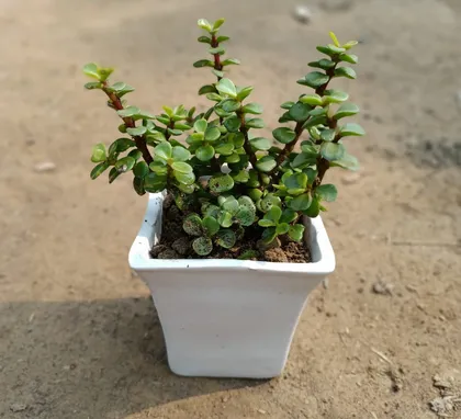 Lucky Jade Plant in 4 inch Ceramic Pot
