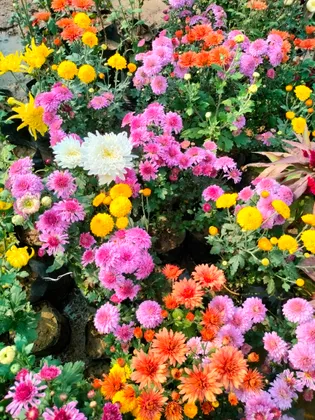 Chrysanthemum / Guldawari (any colour) in 4 Inch Nursery Bag