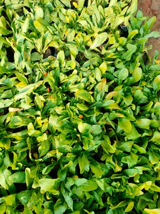 Calendula (any colour) in 4 Inch Nursery Bag