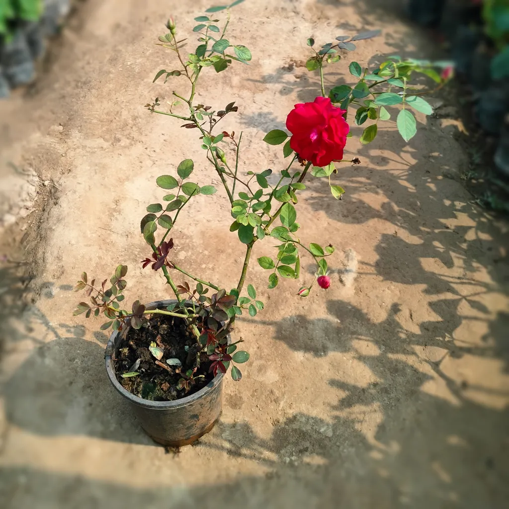 Kashmiri Rose (any colour) in 6 Inch Plastic Pot
