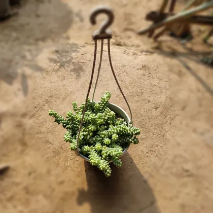 Sedum Succulent in 6 inch Hanging Basket