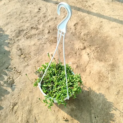 Sedum Succulent in 6 Inch Hanging Basket