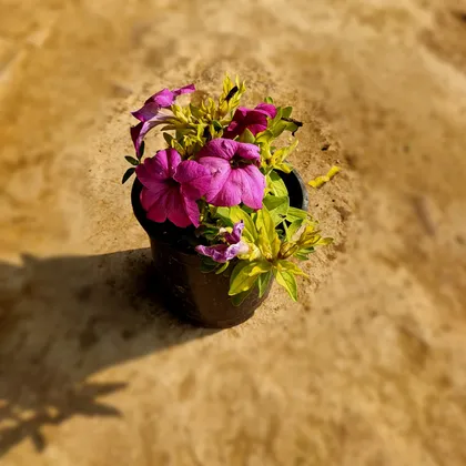 Petunia (any colour) in 6 Inch Plastic Pot