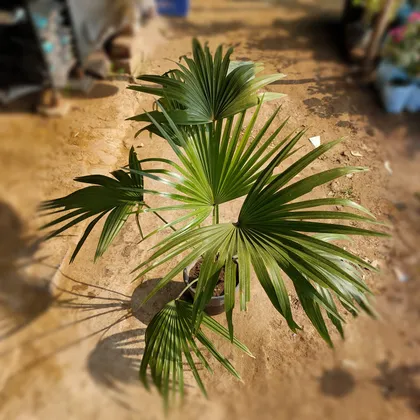China Palm in 8 Inch Plastic Pot