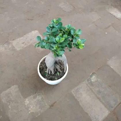 Buy Ficus Bonsai 300 gram in 6 Inch Plastic Pot Online | Urvann.com