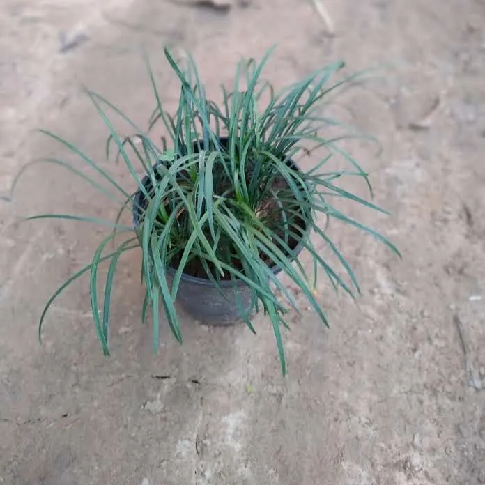 Ribbon Grass in 6 Inch Plastic Pot