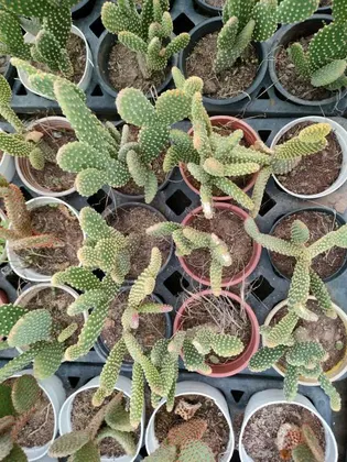 Bunny Ear Cactus Red in 4 Inch Plastic Pot