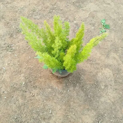 Buy Spara Grass Mary in 6 Inch Plastic Pot Online | Urvann.com