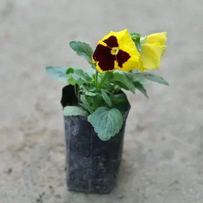 Buy Pansy (Any colour) in 4 Inch Nursery Bag Online | Urvann.com