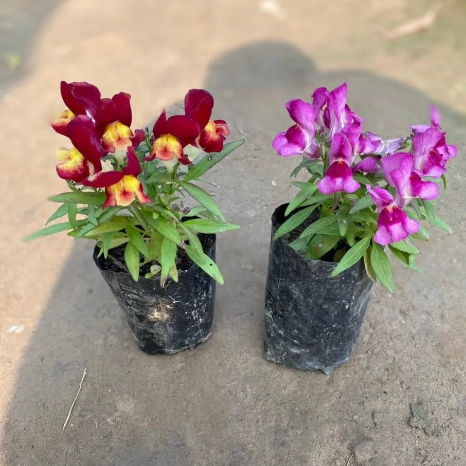 Set of 2 - Dog Flower (Any color) in 4 Inch Nursery Bag