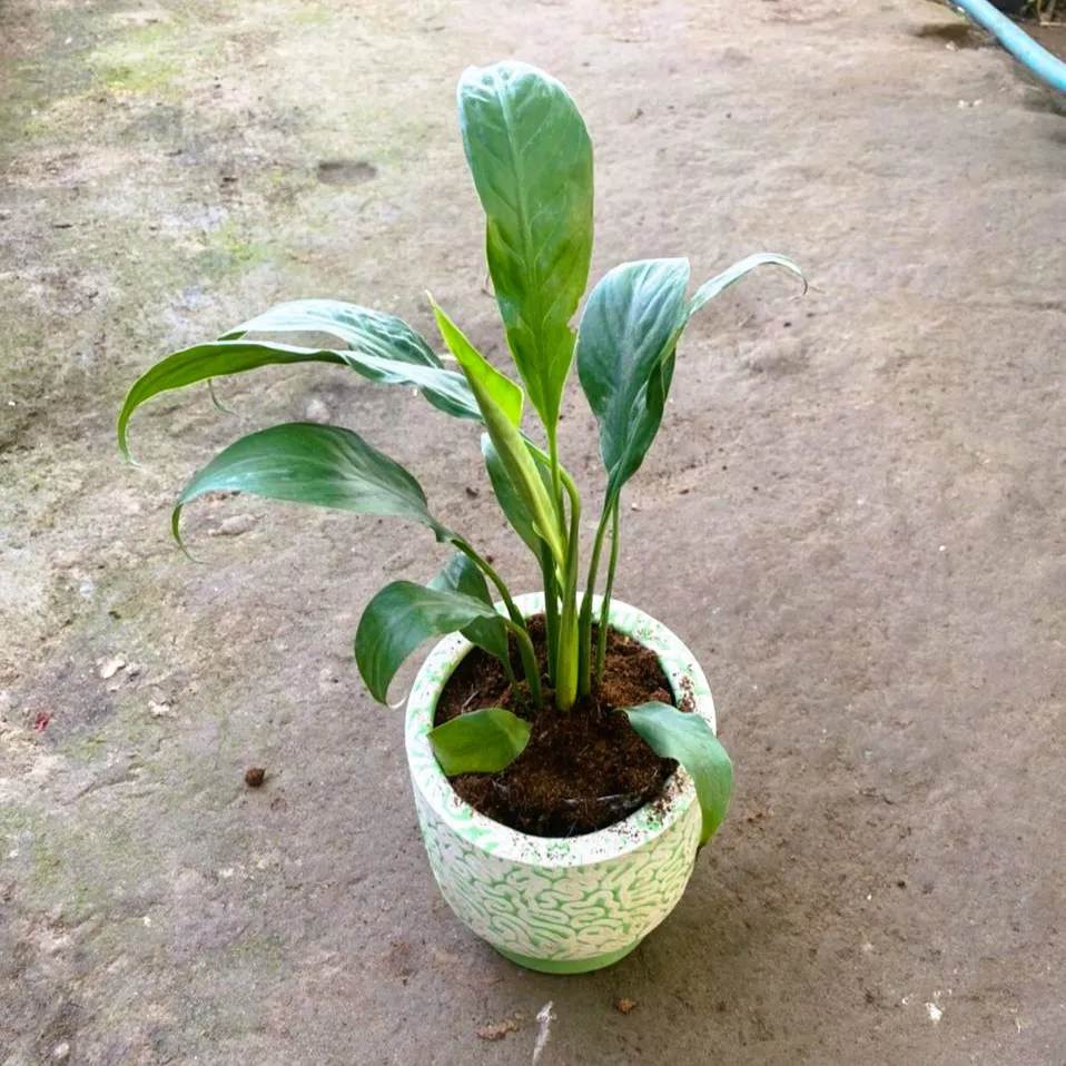 Peace Lily in 5 Inch Handi Designer Ceramic Pot (colour & design may vary)