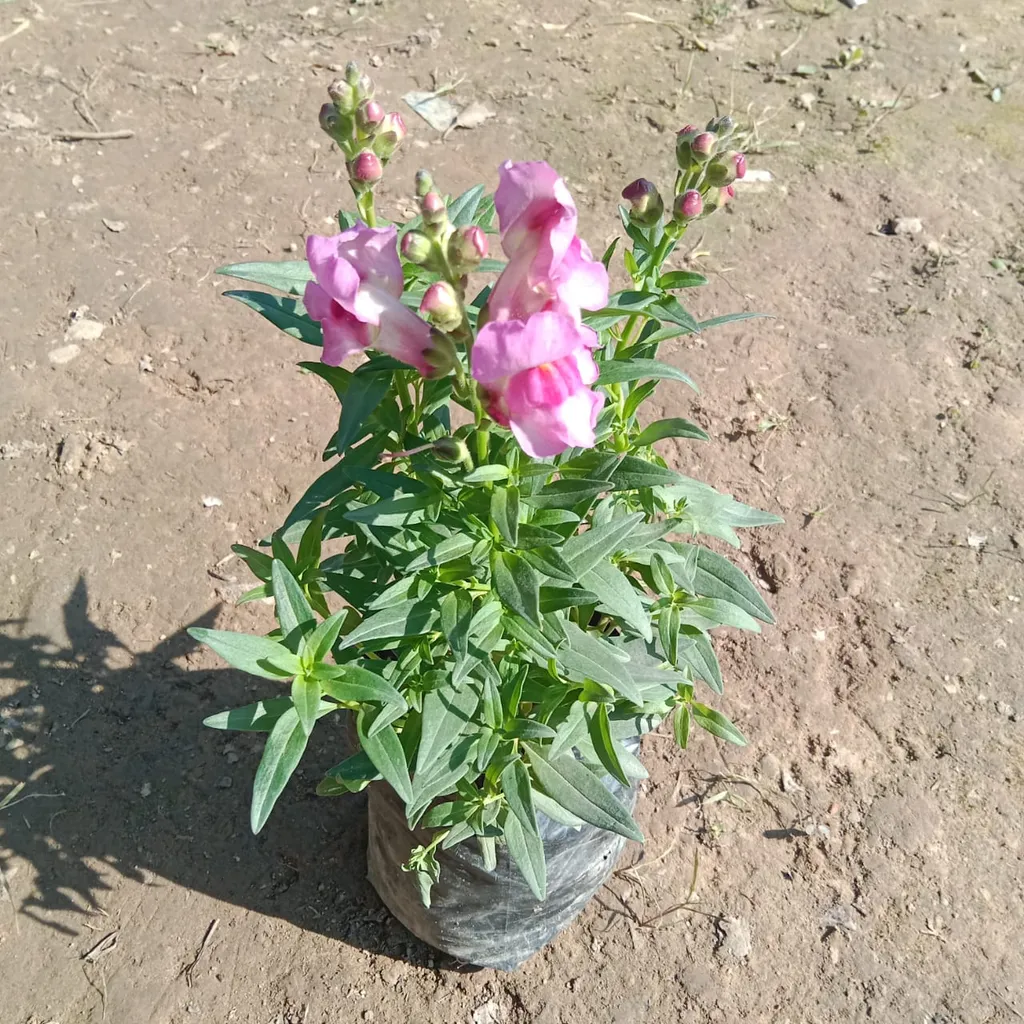Dog Flower (any colour) in 4 Inch Nursery Bag