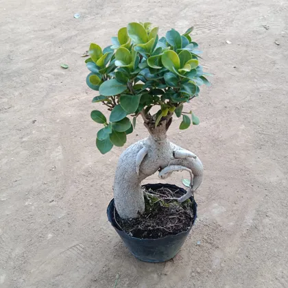 Buy Ficus Medium Bonsai in 4 Inch Plastic Pot Online | Urvann.com