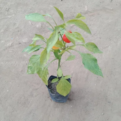 Buy Chili Plant in 4 Inch Nursery Bag Online | Urvann.com