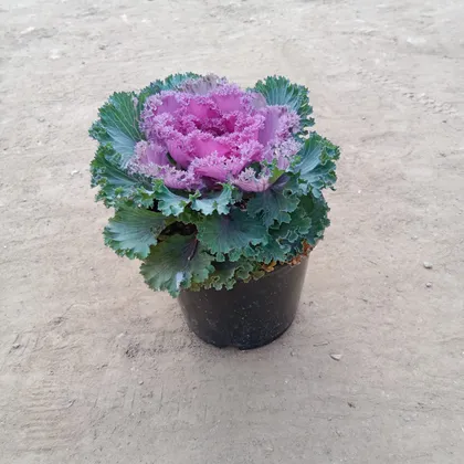 Buy Kale Plant in 6 Inch Plastic Pot (colour may vary) Online | Urvann.com