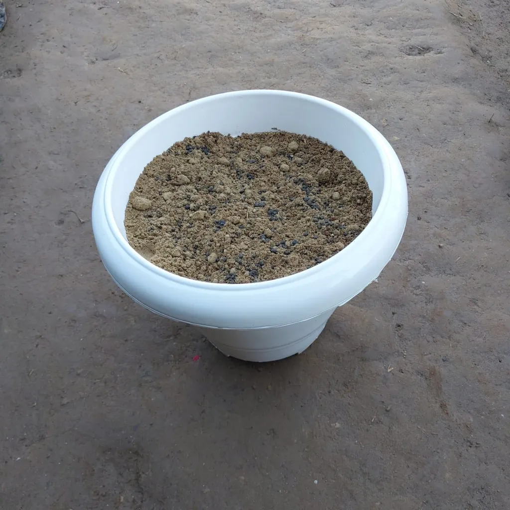 Ready to use 10 Inch White Round Plastic Pot with Universal Soil